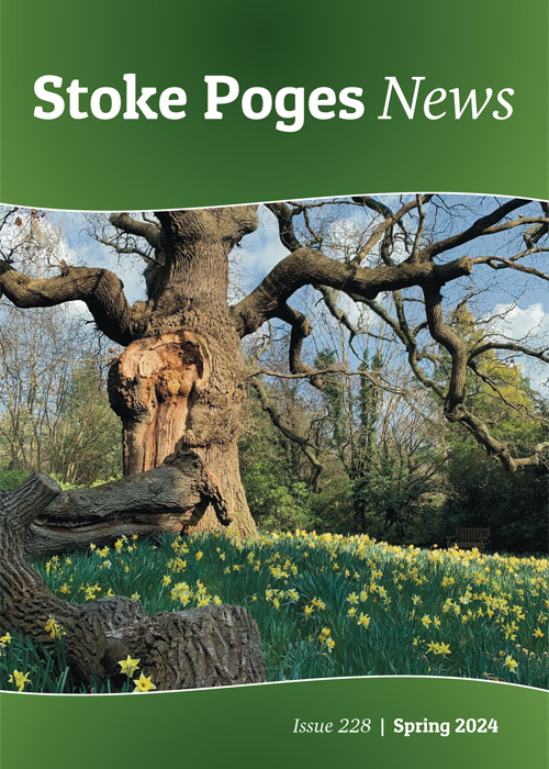 Cover image for Stoke Poges News, Spring 2024, showing a dell of yellow daffodils beneath a large oak tree